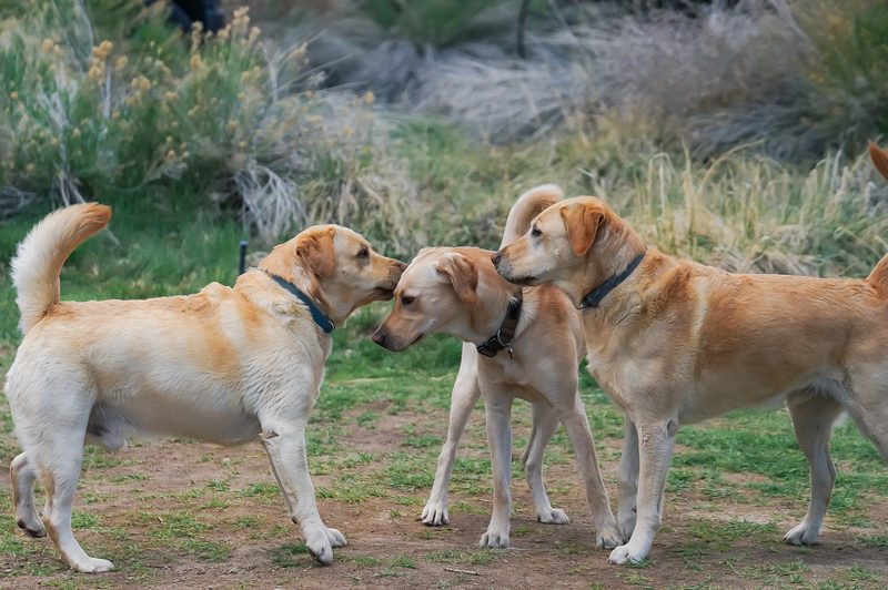 Three yellow Labrador dogs greeting each other at a hot spring wedding