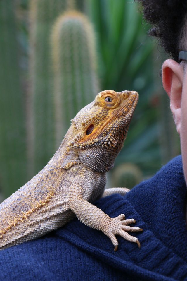 Close-up of a bearded dragon on its owner's shoulder, looking up