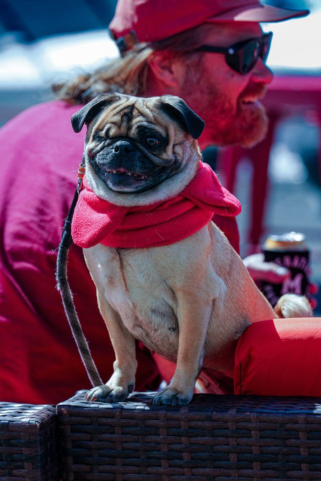 A grinning pug in a red fleece scarf sitting beside its owner