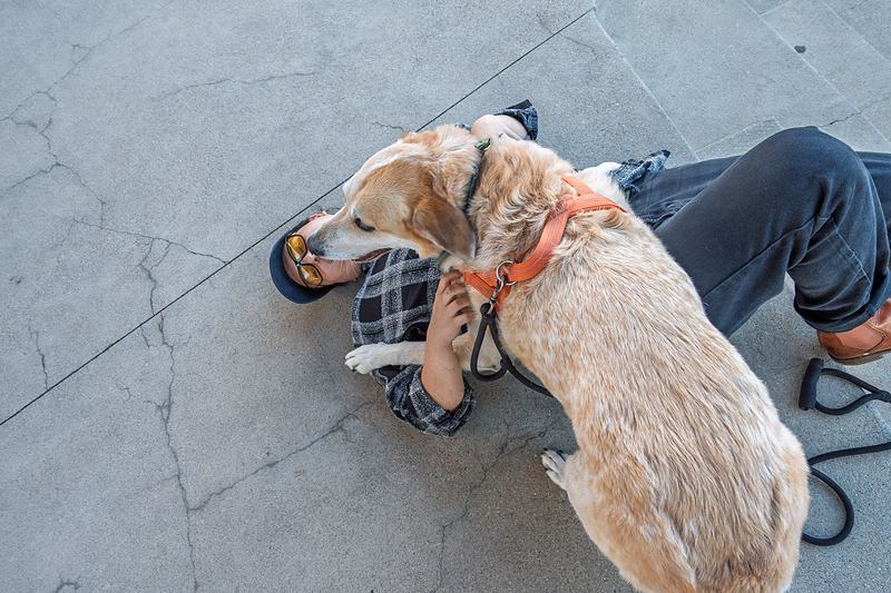 The band's golden retriever tour dog rests on the concrete plaza at the Rendezvous Event Center between shows