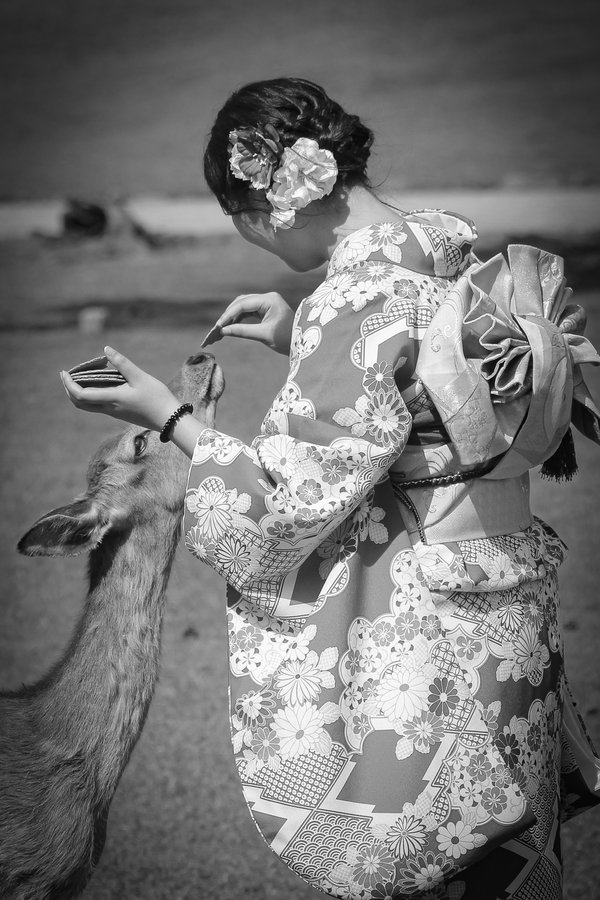 Woman in a traditional Japanese kimono feeding a deer in Nara, Japan, in black and white